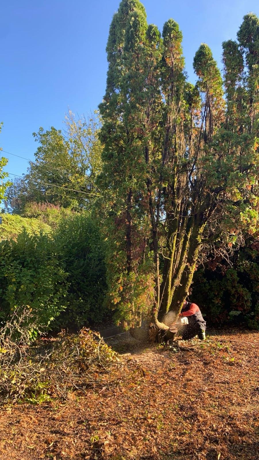 Travaux d’abattage et d’élagage d’arbres dans les Pyrénées-Atlantiques (64) - Photo 10