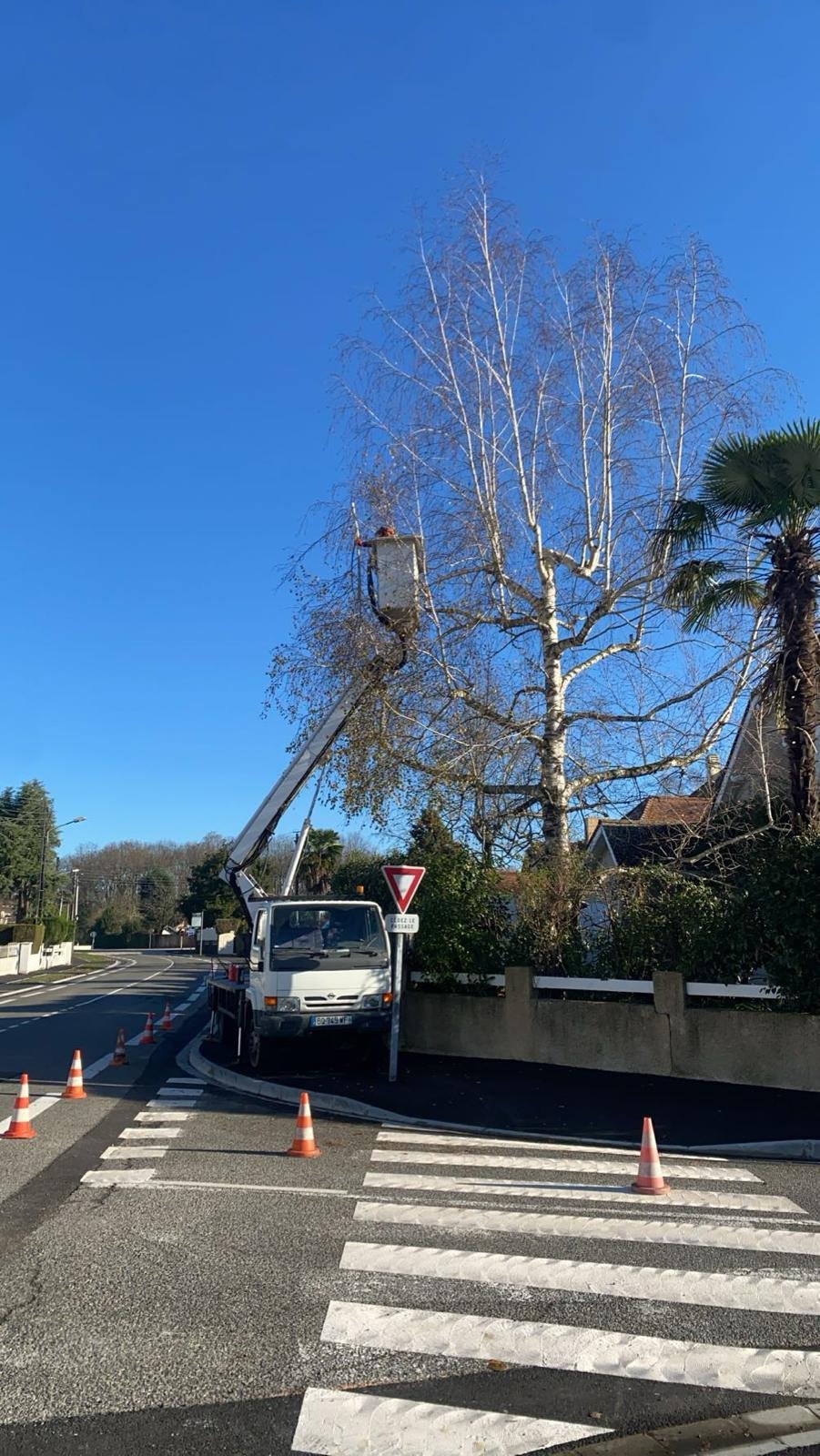 Travaux d’abattage et d’élagage d’arbres dans les Pyrénées-Atlantiques (64) - Photo 7