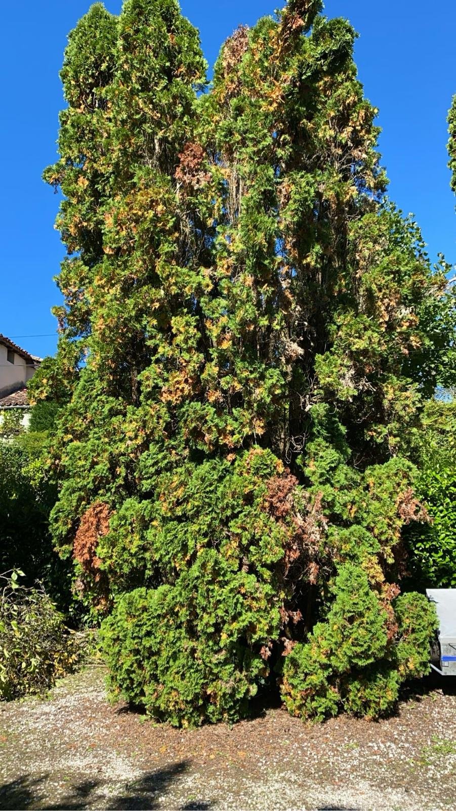 Travaux d’abattage et d’élagage d’arbres dans les Pyrénées-Atlantiques (64) - Photo 15