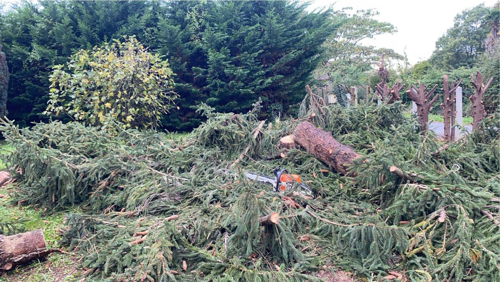 Travaux d’abattage et d’élagage d’arbres dans les Pyrénées-Atlantiques (64) - Photo 13